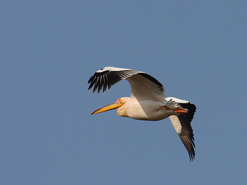 Pellicano Fiorentino - Pelecanus onocrotalus